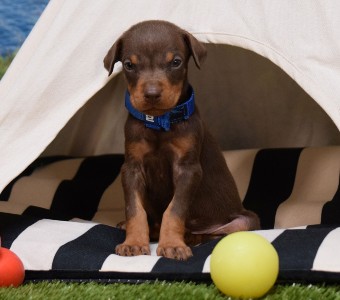 red doberman puppies for sale