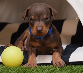 red doberman puppies for sale