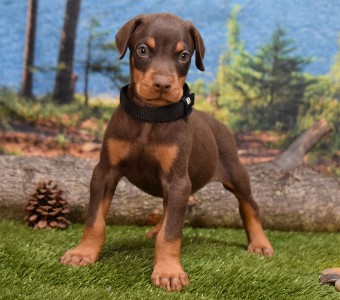red doberman puppies for sale