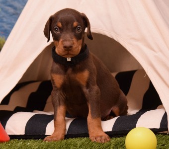 red doberman puppies for sale