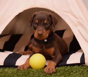 red doberman puppies for sale