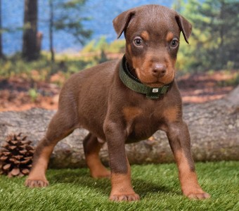 red doberman puppies for sale