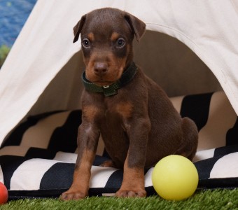 red doberman puppies for sale