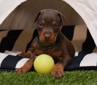 red doberman puppies for sale