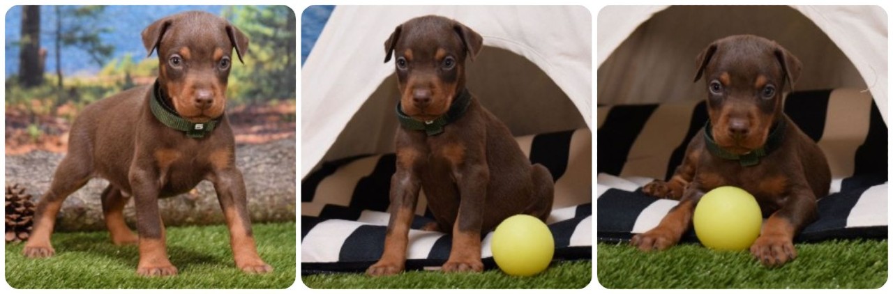 picture of red male doberman puppy for sale