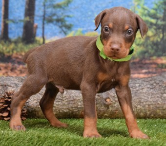 red doberman puppies for sale