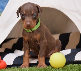 red doberman puppies for sale