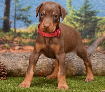 red doberman puppies for sale