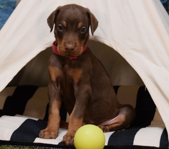 red doberman puppies for sale