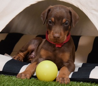 red doberman puppies for sale