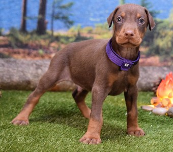 red doberman puppies for sale