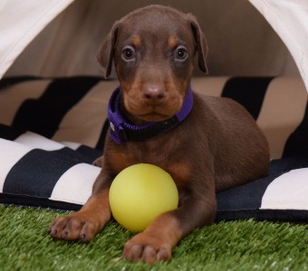 red doberman puppies for sale