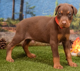 red doberman puppies for sale
