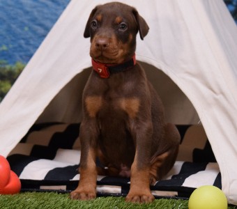 red doberman puppies for sale