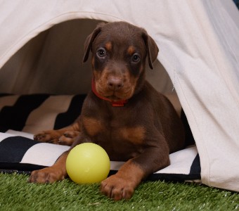 red doberman puppies for sale