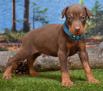 red doberman puppies for sale