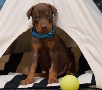 red doberman puppies for sale