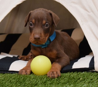 red doberman puppies for sale