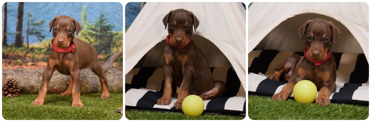 picture of red male doberman puppy for sale
