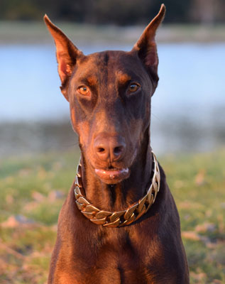 doberman female