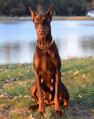 doberman female