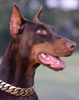 doberman female