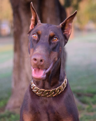 doberman female