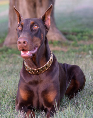 doberman female