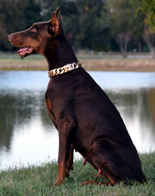 doberman female
