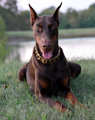 doberman female