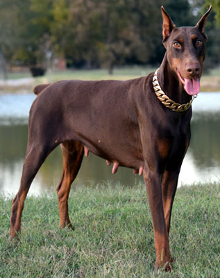 doberman female
