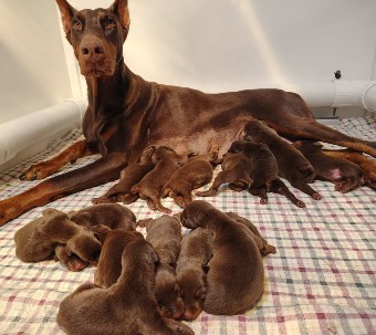 red doberman puppies for sale