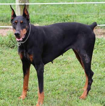 doberman female 
