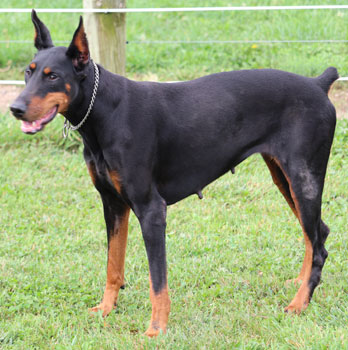 doberman female 