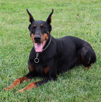 doberman female 