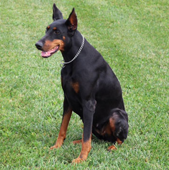 doberman female 