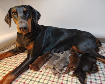 doberman puppies for sale