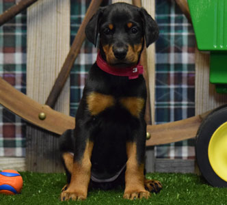 black doberman puppy