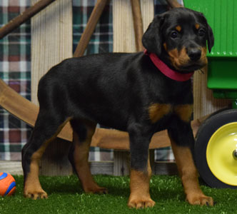 black doberman puppy