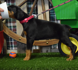 black doberman puppy