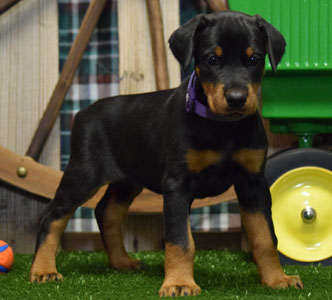 black doberman puppy