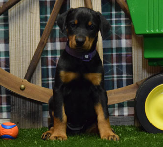 black doberman puppy