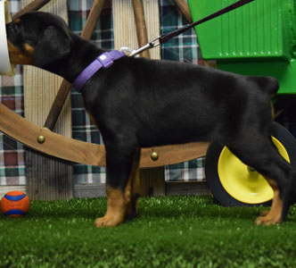 black doberman puppy