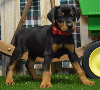 black doberman puppy