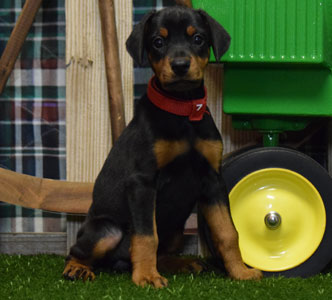 black doberman puppy