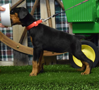 black doberman puppy