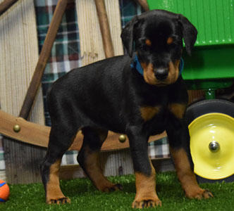 black doberman puppy