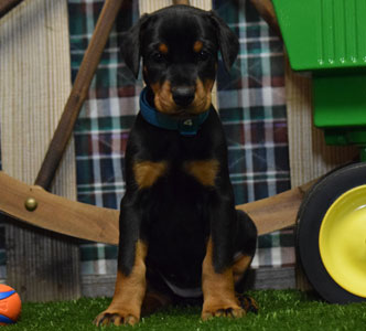 black doberman puppy