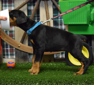 black doberman puppy