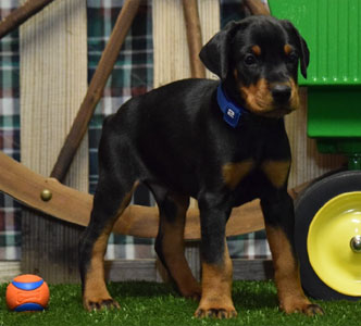 black doberman puppy